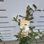 Magnólia vždyzelená (Magnolia laevifolia) ‘VANILLA PEARLS’® – výška 70–90 cm, kont. C3L